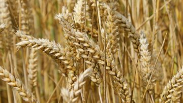 20984615wheat