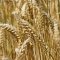 20984615wheat
