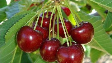 21427832b0863d3c7curn-jpg-565-413-cc-dri-4385vh8rkea1xhfnr5j