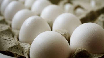 22706786egg555555
