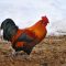 23115666male-chicken-called_5b1bb4ad3af2b2e2