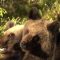 Агротема – ВИДЕО: WWF започва работа за опазване на кафявата мечка, автор: Дaнаил Андреев