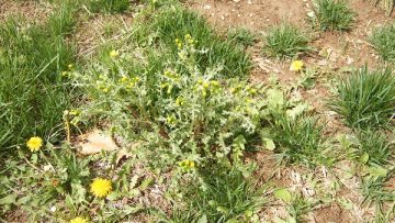 23549697chickweed-and-bare-ground