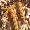 24185001monsanto_dekalb