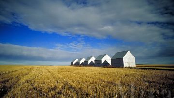 FARM EQUIPMENT SHEDS ON HARVESTED WHEAT FIELD EAST OF CALGARY.