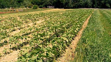 24370024Sunflower-seed
