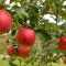 24493147orchard