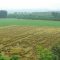 25264127wheat