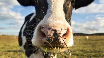 25411530cow