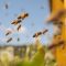 25689013Honey_Bees