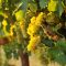 Grape Harvest 8/21/14