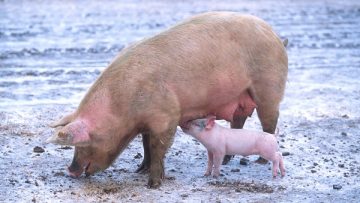 26459754Sow_with_piglet_-ьшэ
