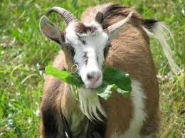 26526236goats
