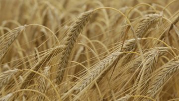 26617313Barley_7