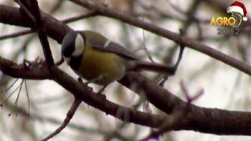 26653175news_30_12_2016