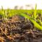 26727493wheat_seedling