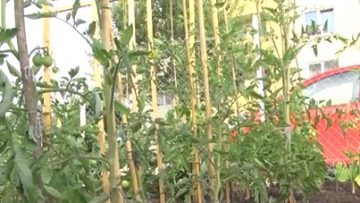 26908686agro19