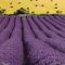 26958435lavandula