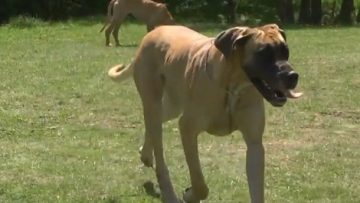 27237903dogs