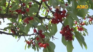 27433470cherry_93939393