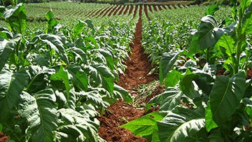 27796123tobacco