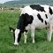 28014036holstein