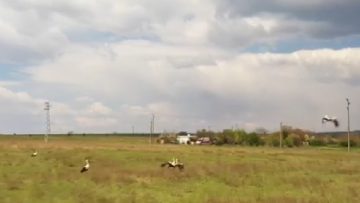 29024818agrotema