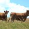 29426680limuzin_cows
