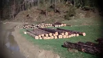 29438677forest_123455677888