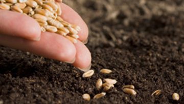 29856090Sowing-Seeds