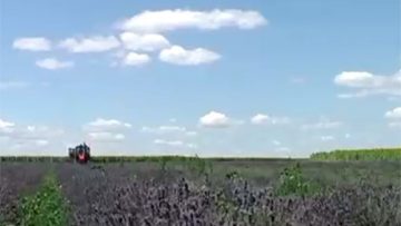 30164532lavender
