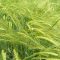 3057462bogrovwheat