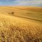 30596080wheat-harvest