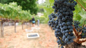 30602504grape2