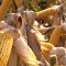 31289333MOnsanto_939393