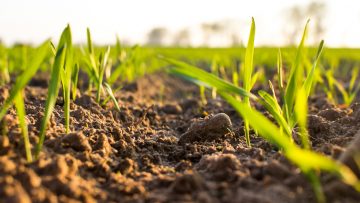 31409383wheat_seedling