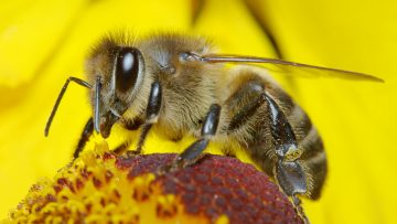 31414892bee-covered-in-pollen