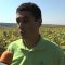 Висококонкурентни слънчогледи край село Бенковски