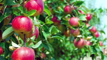 3181183633243027garner-enterprises-apples