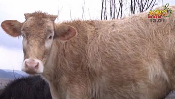 31910883892u590350935