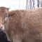 Национална асоциация по животновъдство обединява малки и средни фермери