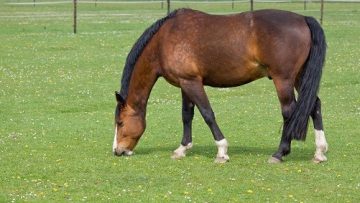 Brown horse on pasture