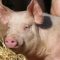 32746756Pig