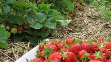 32790202strawberry-fields