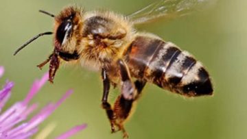 honeybees