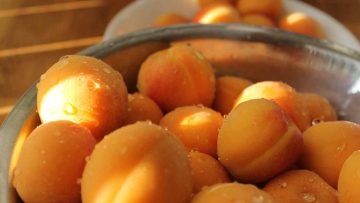 33364173apricot