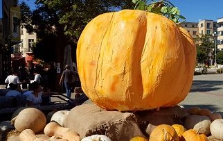 33418704pumpkin