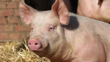 33962327Pig