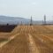 34217744barleY_harvesting