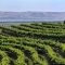 34241307dobrich
